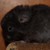 Клякса