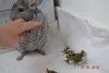 2 мес