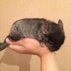 1 мес