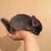 1 мес