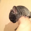 1 мес