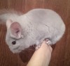 4 мес 