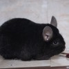 16 Стар Обернэ 