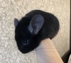 5 мес