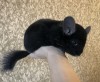 5 мес