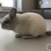 Чел Чин Людовик