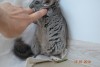 2 мес