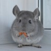 Клим