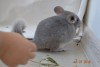 2 мес