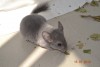 2 мес
