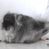 Аоми