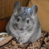 Нафнаф