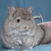 Наоми_Ника