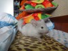 1 мес