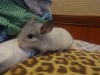 2 мес