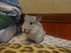 2 мес