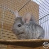 Корнелиус