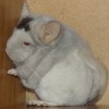 Кетана