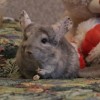 Лима