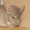 Честер