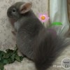 афина