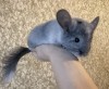 4 мес