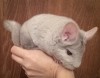 3,5 мес