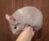 3,5 мес
