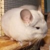 Есенин из Стрелецкого дома