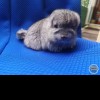 Летняя сказка 