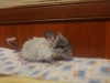 3 мес