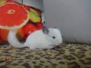 2 мес