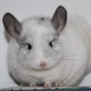 Верджил