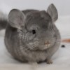 Герцог