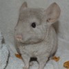 Аллик