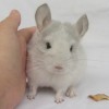 Никосия АйЭлСи