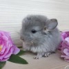 Флокса