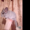 Бонни