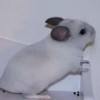 фантик