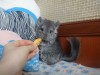 2,5 мес
