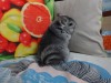 9 мес