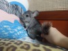 2 мес