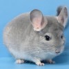 Клауд