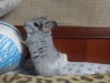 3 мес