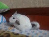 2 мес