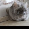 Чел Чин Шон
