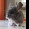 Чел Чин Тата