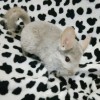 Канье