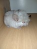 2недели
