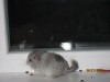 1 мес